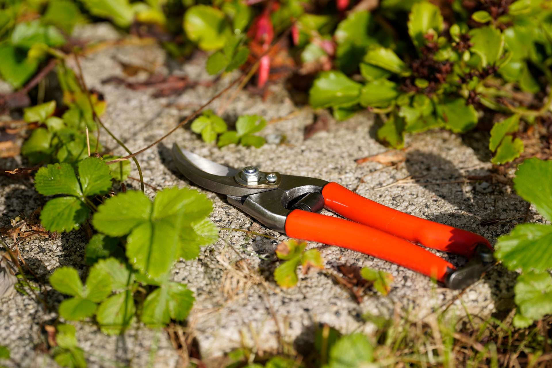 Gartenscheren Gartenschere – OTTER-Messer