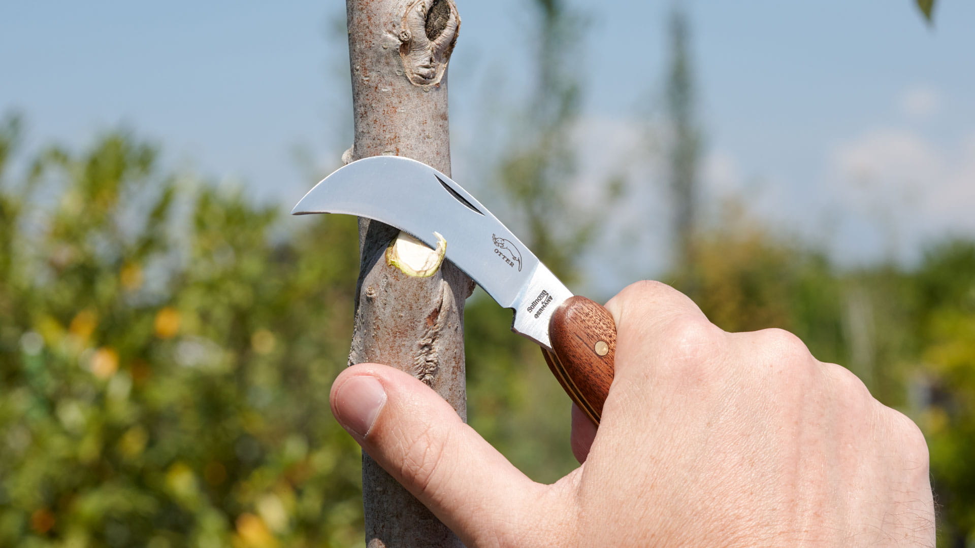 Gärtnerhippen Hand hält ein Gartenschlitzmesser und schneidet einen Ast an einem Baumstamm im Freien.
